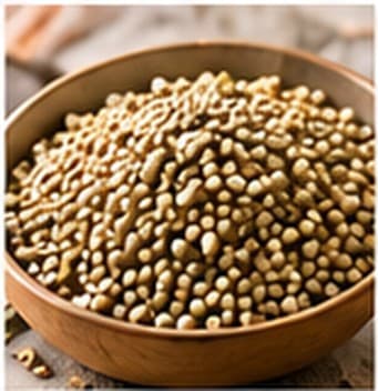 Bajra (Pearl Millet)